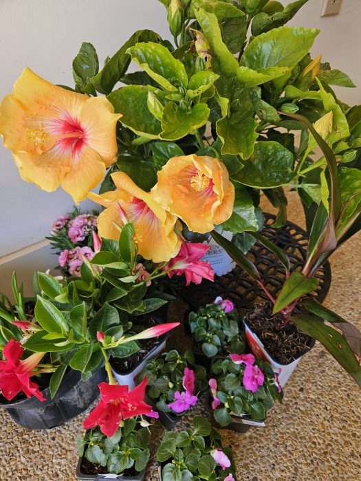 Several potted plants with vibrant orange, pink, and red flowers, and lush green leaves are arranged on a textured surface.